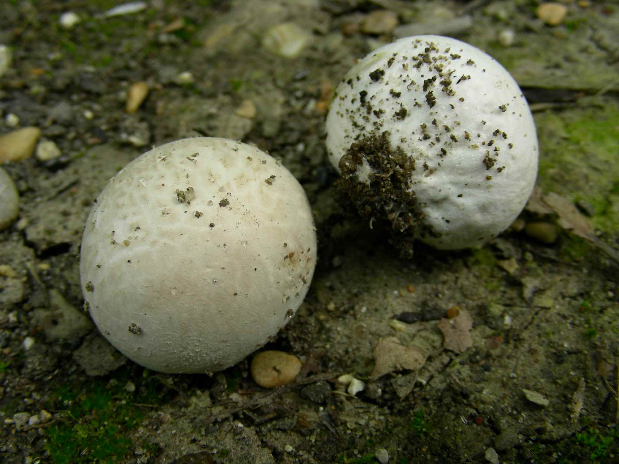 1974 Aprile vecchio ritrovamento